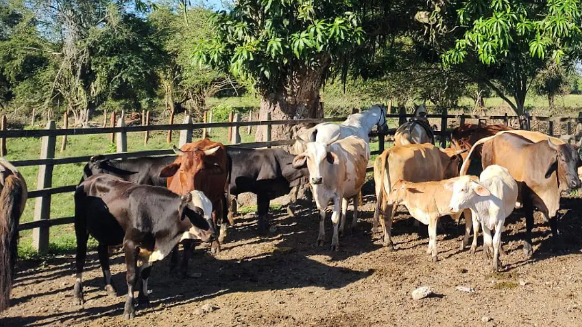 ganadería Tabasco